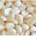 Fresh garlic in a peeling bag